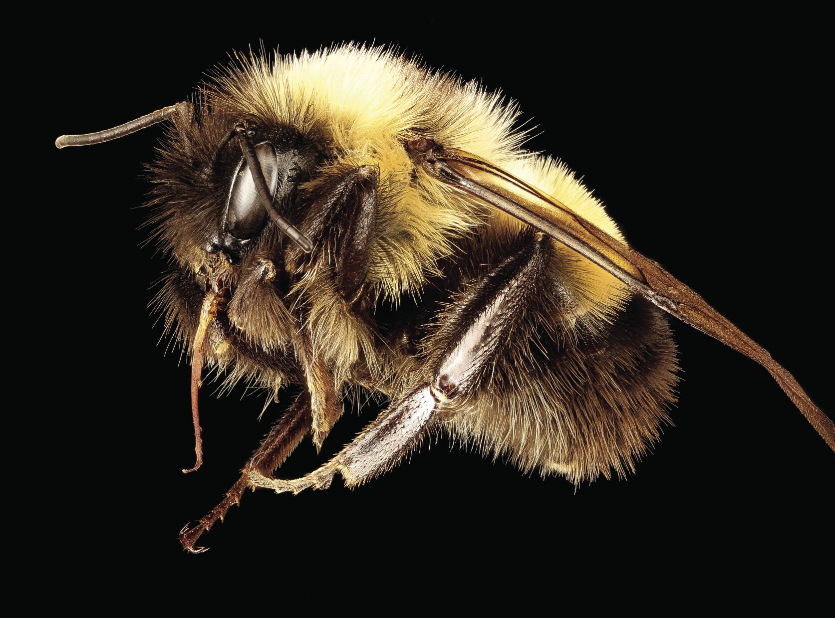 Bombus affinis, m, racine wi, LW Macior 1964 side_2017-02-15-09.29.tif